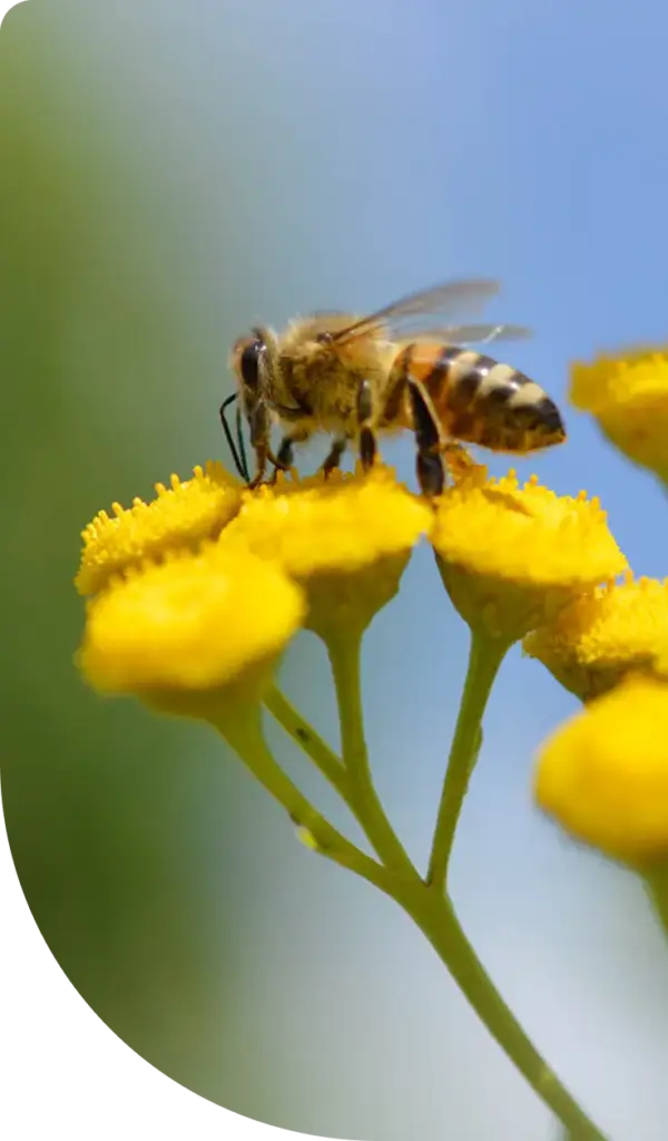 Doğal bir açık hava ortamında küçük sarı çiçeklerden nektar toplayan bir arının yakın çekimi.